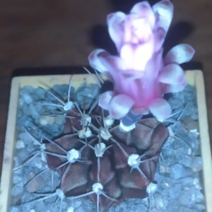 Gymnocalycium friedrichii