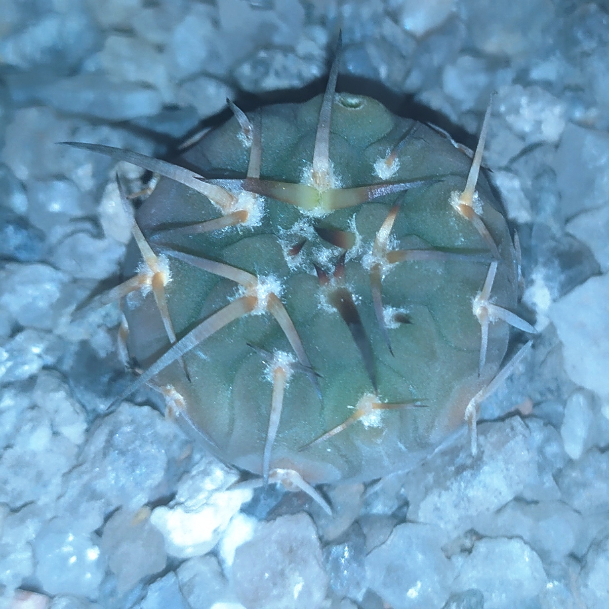 Gymnocalycium riojense v. paucispinum - 6 років(селекція)