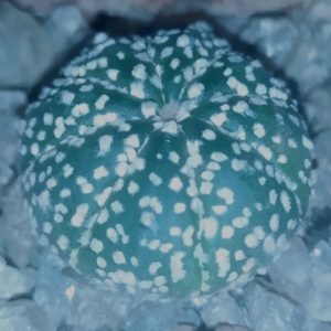 Astrophytum asterias cv. Super Kabuto
