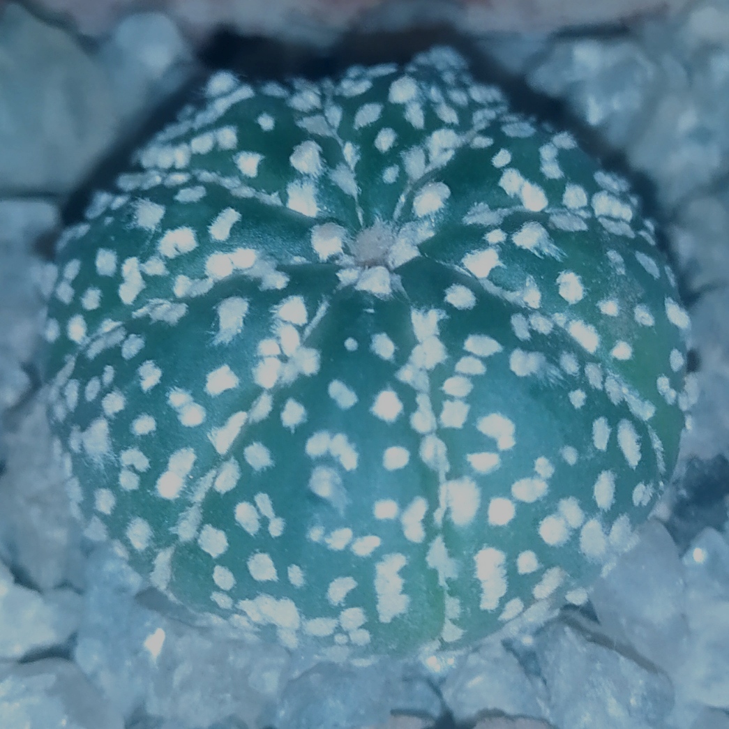Astrophytum asterias cv. Super Kabuto