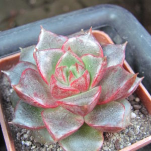 Echeveria    purpusorum    hybr.