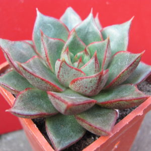Echeveria     purpusorum    hybr.