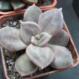 Echeveria     xichuensis