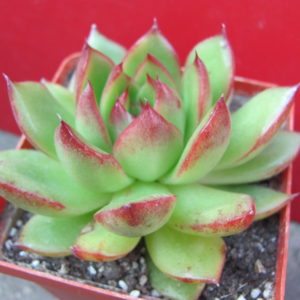 Echeveria     Polaroid   Anna