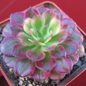 Aeonium   Mardi   Gras