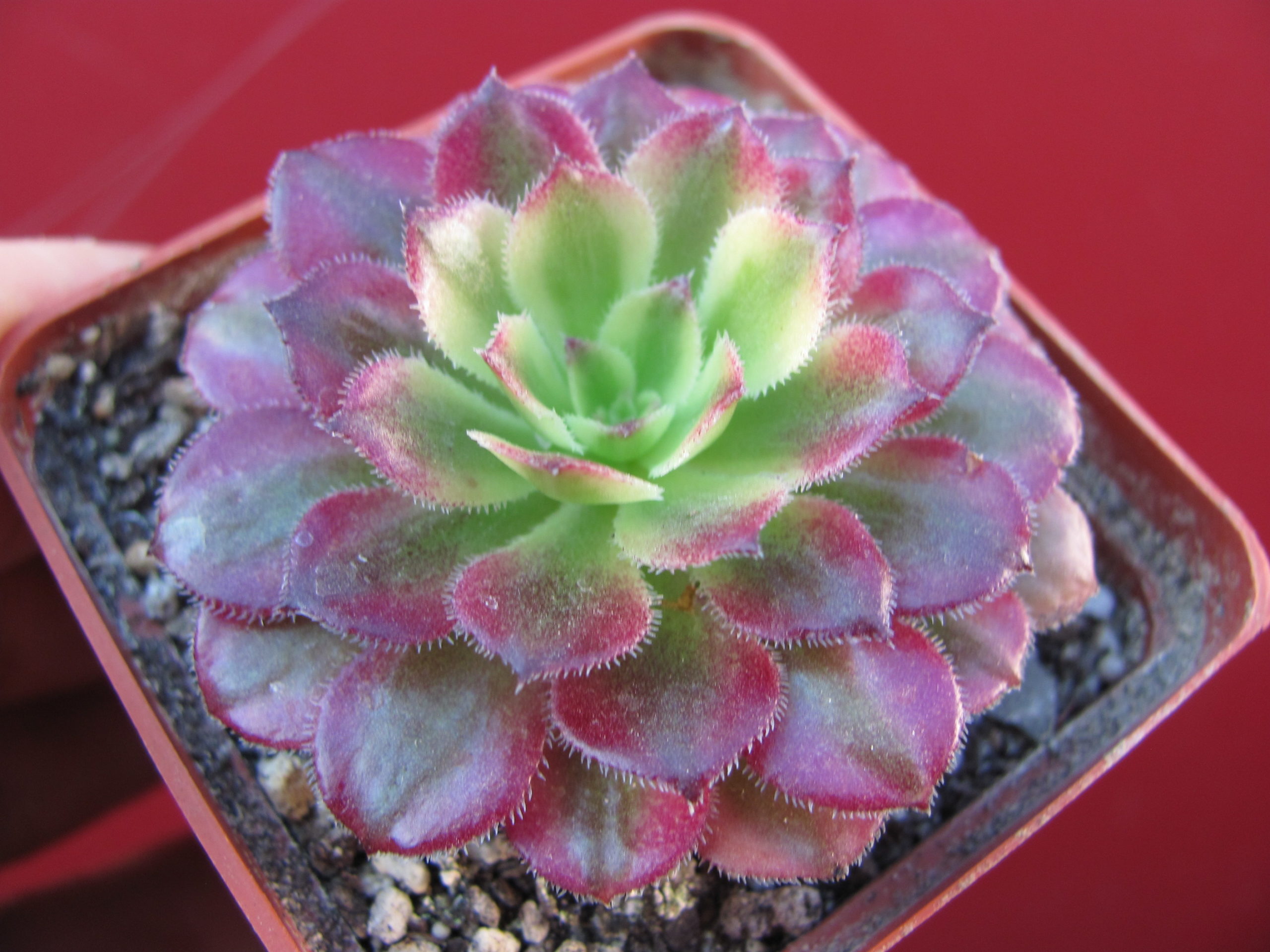 Aeonium   Mardi   Gras