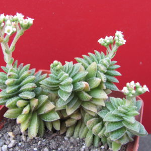 Crassula     Frosty