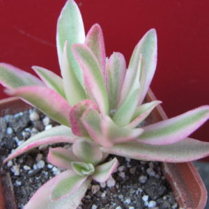 Crassula   Campfire    variegata