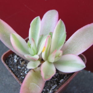 Crassula    Campfire    variegata
