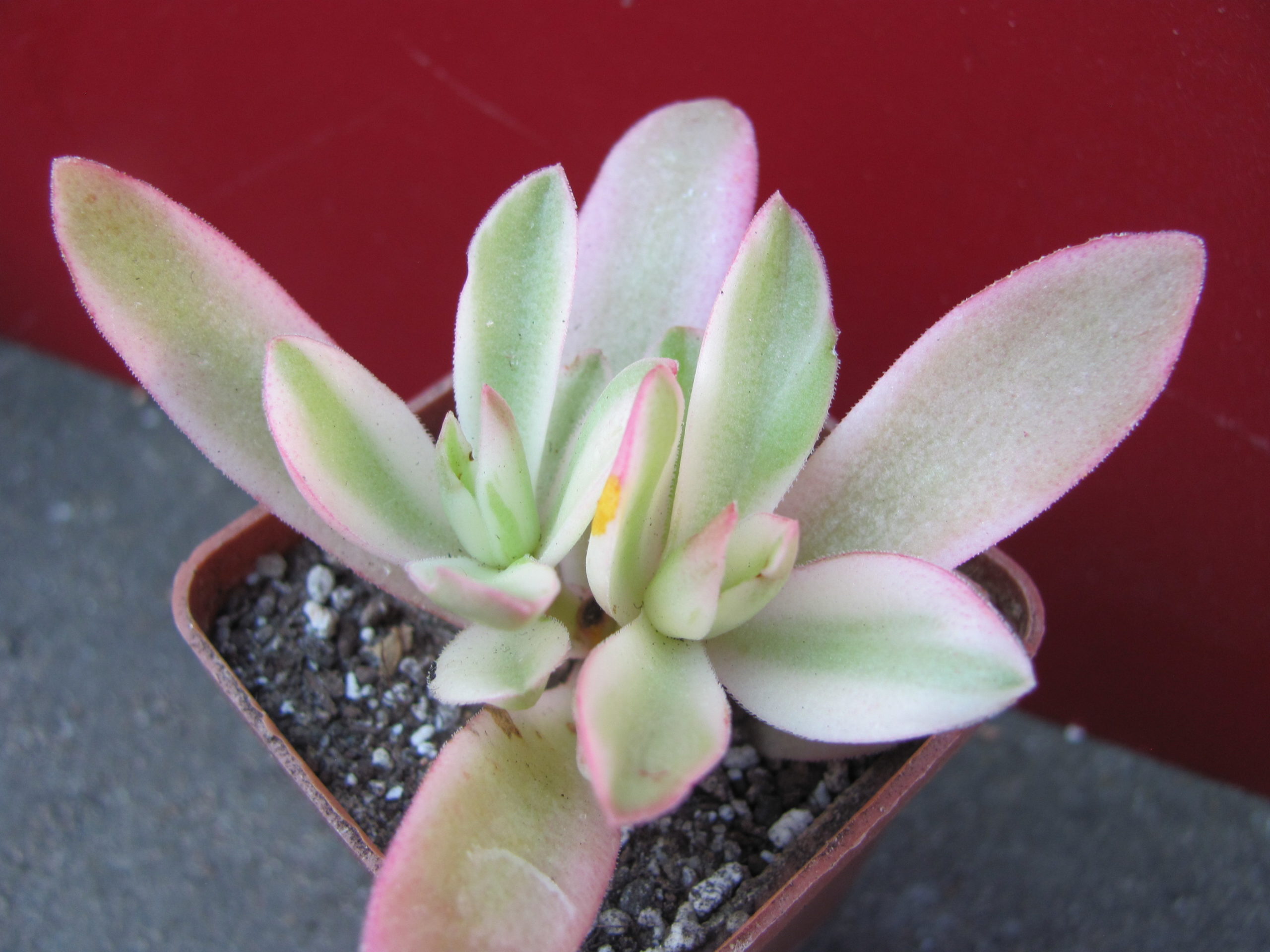 Crassula    Campfire    variegata