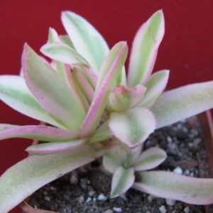Crassula    Campfire   variegata