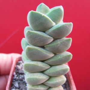 Crassula   moonglow