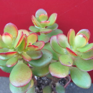 Crassula     ovata     minor   3  разом