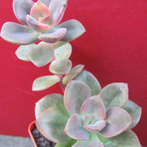 Echeveria     Chroma