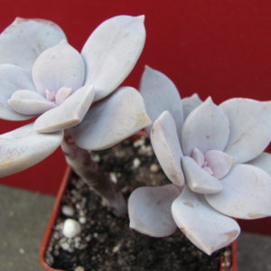 Graptopetalum   superbum