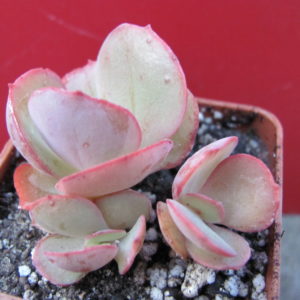 Echeveria       Suyon
