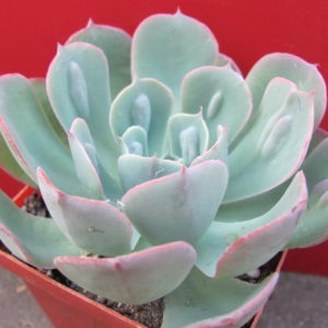 Echeveria       Raindrops  x  Parva