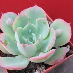 Echeveria     Raindrops