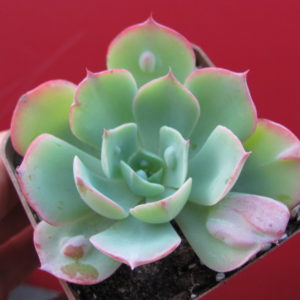 Echeveria     Raindrops