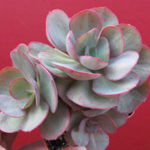 Echeveria      Suyon