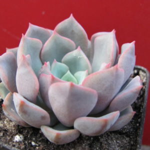 Echeveria      hybr.     #29