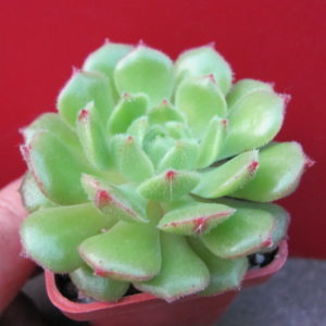 Echeveria   Derosa