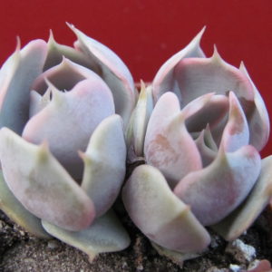 Echeveria      hybr.