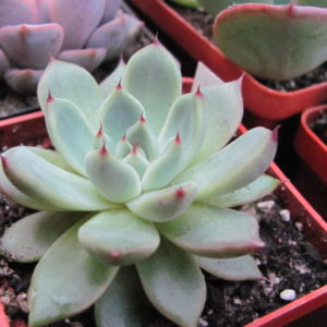 Echeveria    zaragoza  x  Ebony