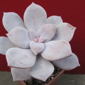 Graptopetalum   superbum