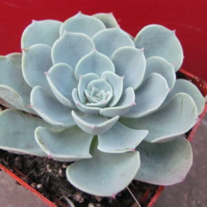 Echeveria     Compton   Carousel     Green
