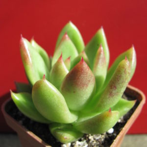 Echeveria     Frank    Reinelt