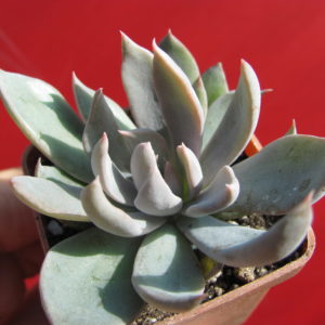 Echeveria     craigiana     Chihuahua