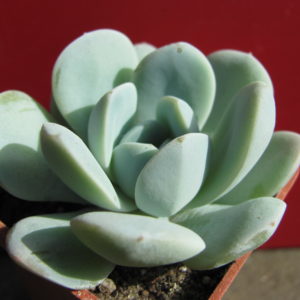 Echeveria    hybr.      #19      ( hybrid   Lipskiy )