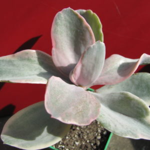 Echeveria   Metallica    Decora