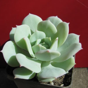 Echeveria     Lunas