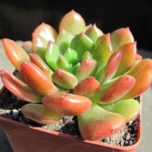 Echeveria    Fantasia   Carol
