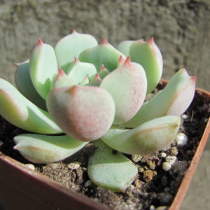 Echeveria     Panda   Face