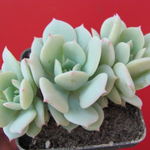 Echeveria    Lunas