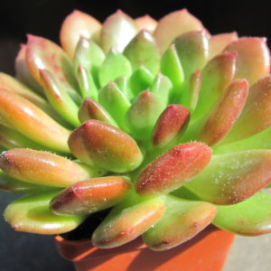 Echeveria     Fantasia   Carol