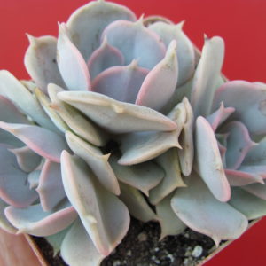 Echeveria       lilacina  x  Debbie