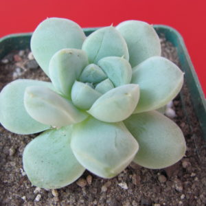 Echeveria    albicans