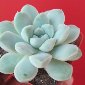 Echeveria   albicans