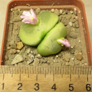 conophytum ratum