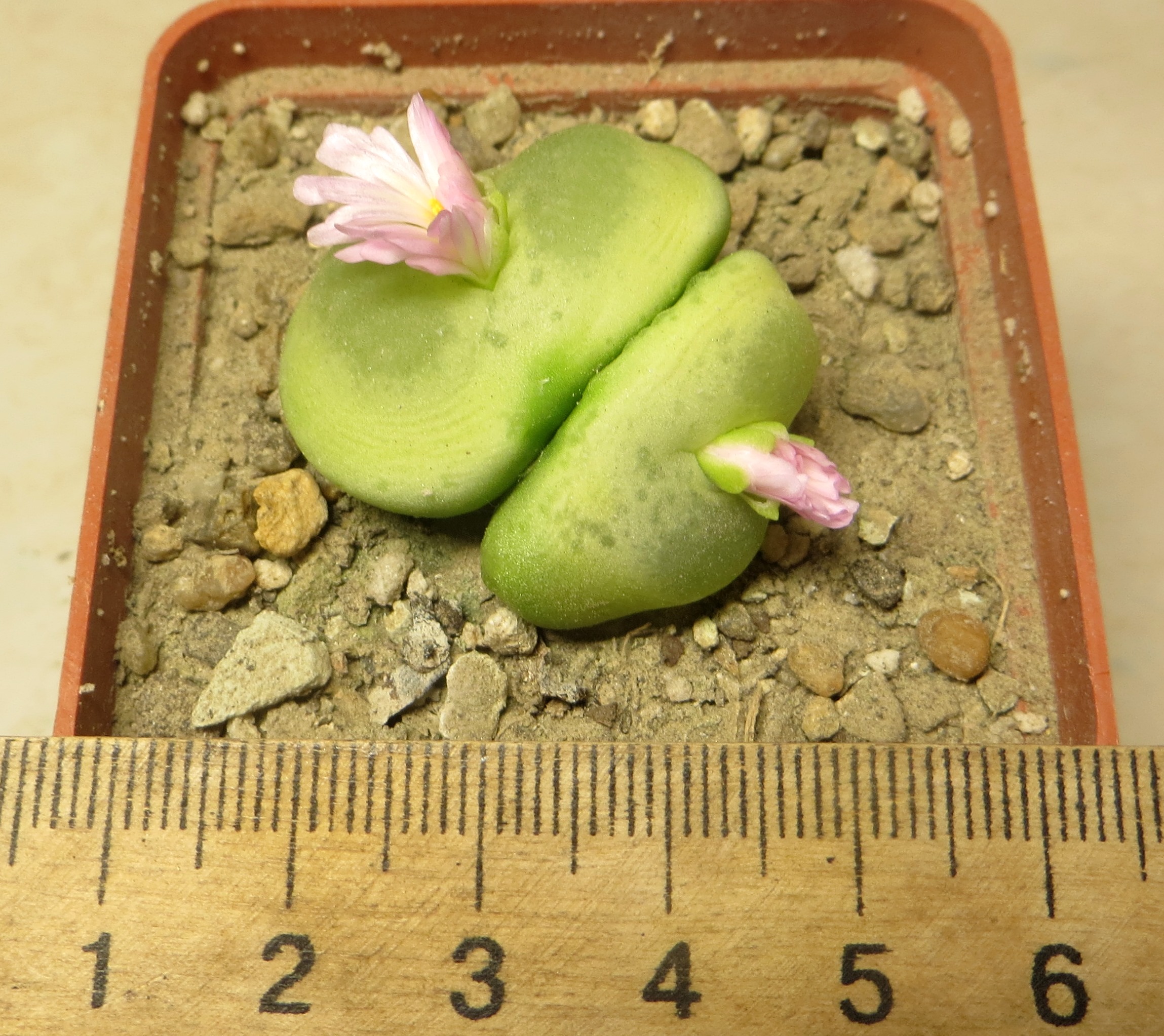 conophytum ratum
