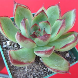 Echeveria    sp.