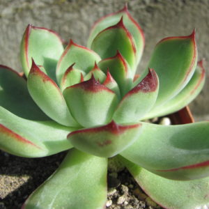 Echeveria    sp.
