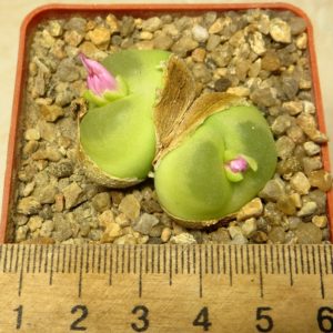 conophytum ratum