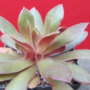Crassula   rossularis