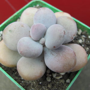 Pachyphytum   Pink