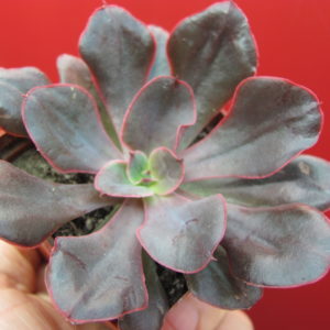 Echeveria     Red   Prince